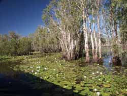Paperbark swamp, February