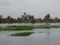 Wet season paperbark swamp