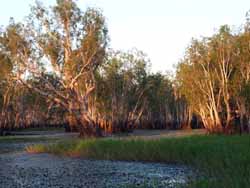 Paperbark swamp, June