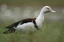 Rajah shellduck, photo by P Benjafield