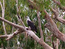 White-bellied sea eagle