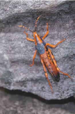Leichardt grasshopper, photo C Johnstone