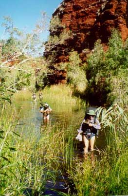 Wading in Kalamina Gorge